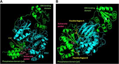 Structural and kinetic characterization of DUSP5 with a Di-phosphorylated tripeptide substrate from the ERK activation loop